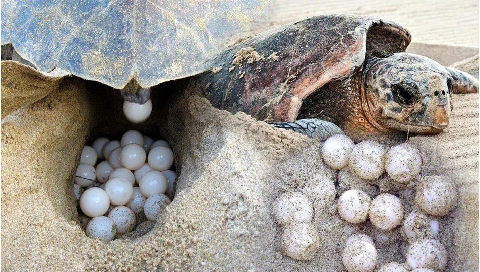 A Haven for Prehistoric Turtles